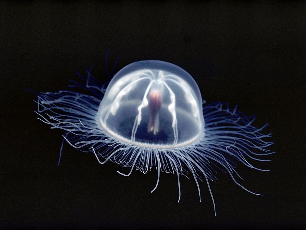 transparent-jellyfish-curtsinger_18499_990x742.jpg