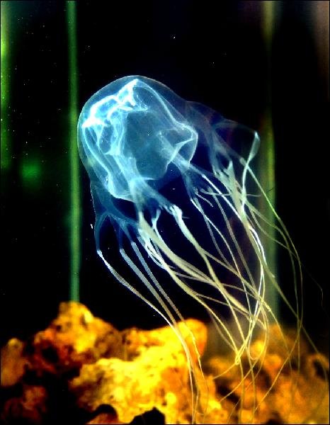 box-jellyfish-large.jpg
