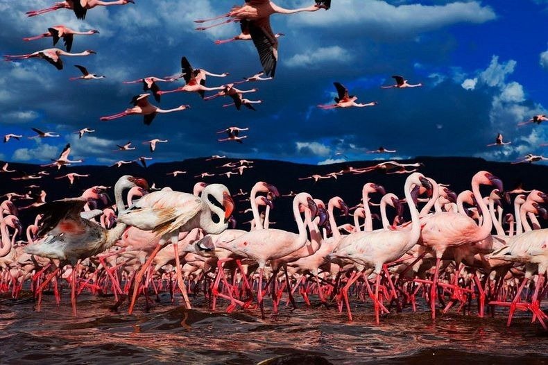 lake-nakuru-flamingos-11%255B2%255D.jpg?imgmax=800