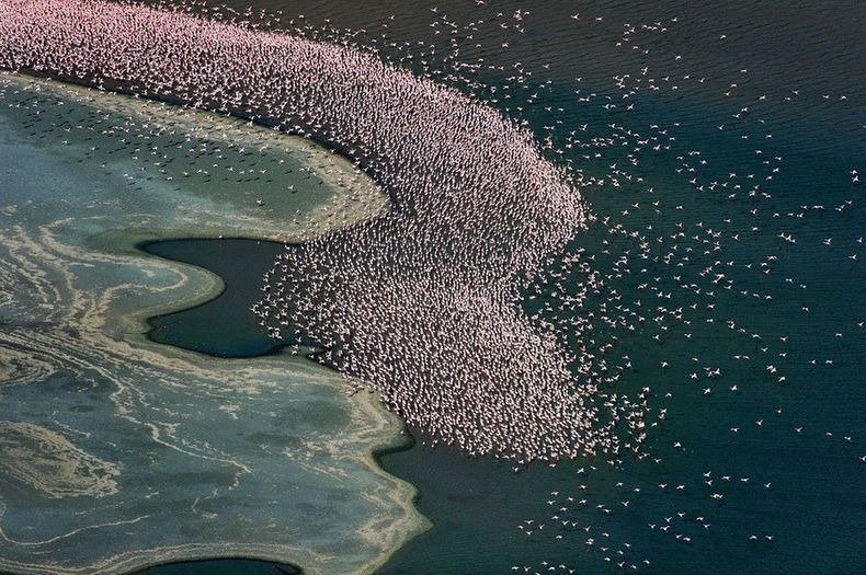 lake-nakuru-flamingos-13%255B2%255D.jpg?imgmax=800