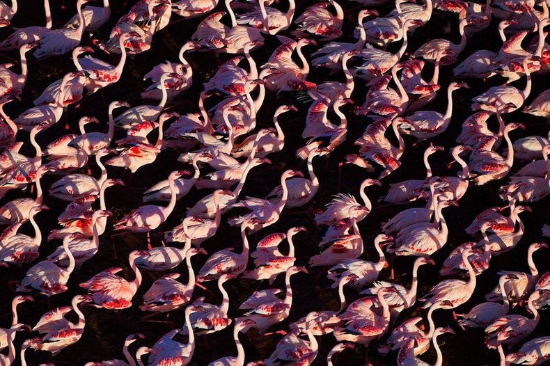 lake-nakuru-flamingos-2%255B6%255D.jpg?imgmax=800