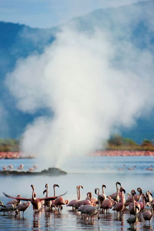 lake-nakuru-flamingos-5%255B6%255D.jpg?imgmax=800