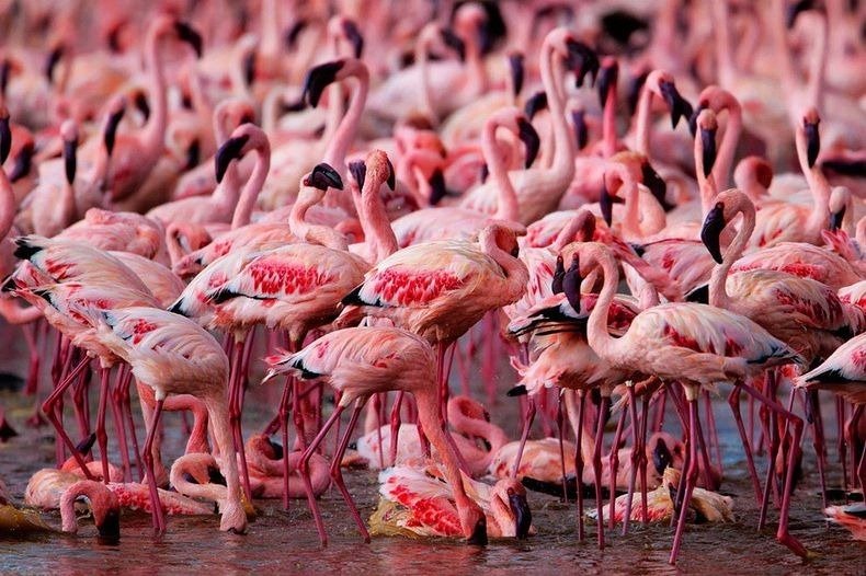 lake-nakuru-flamingos-12%255B2%255D.jpg?imgmax=800