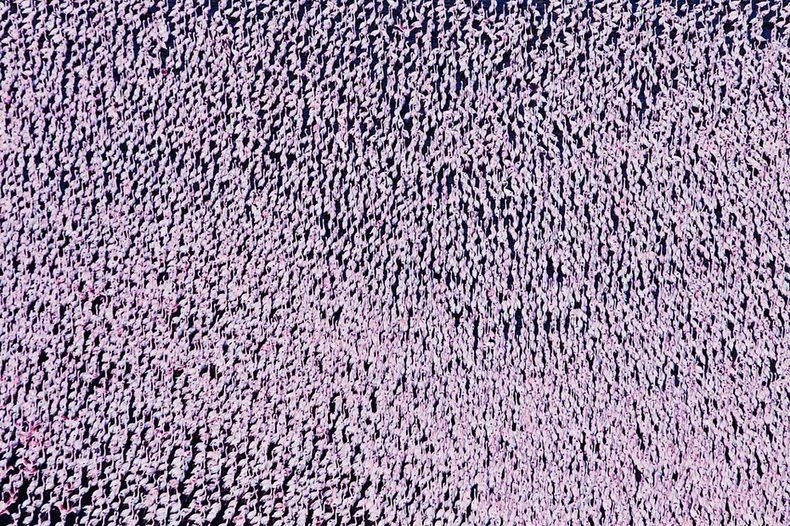 lake-nakuru-flamingos-14%255B2%255D.jpg?imgmax=800
