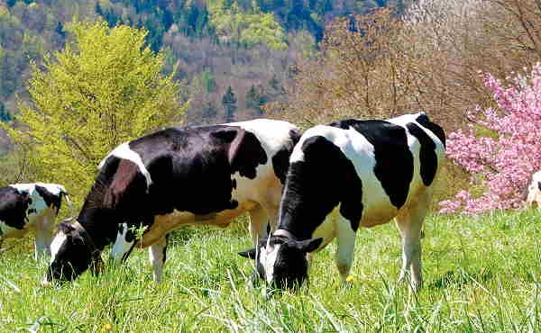 cows-eating-grass_1.jpg