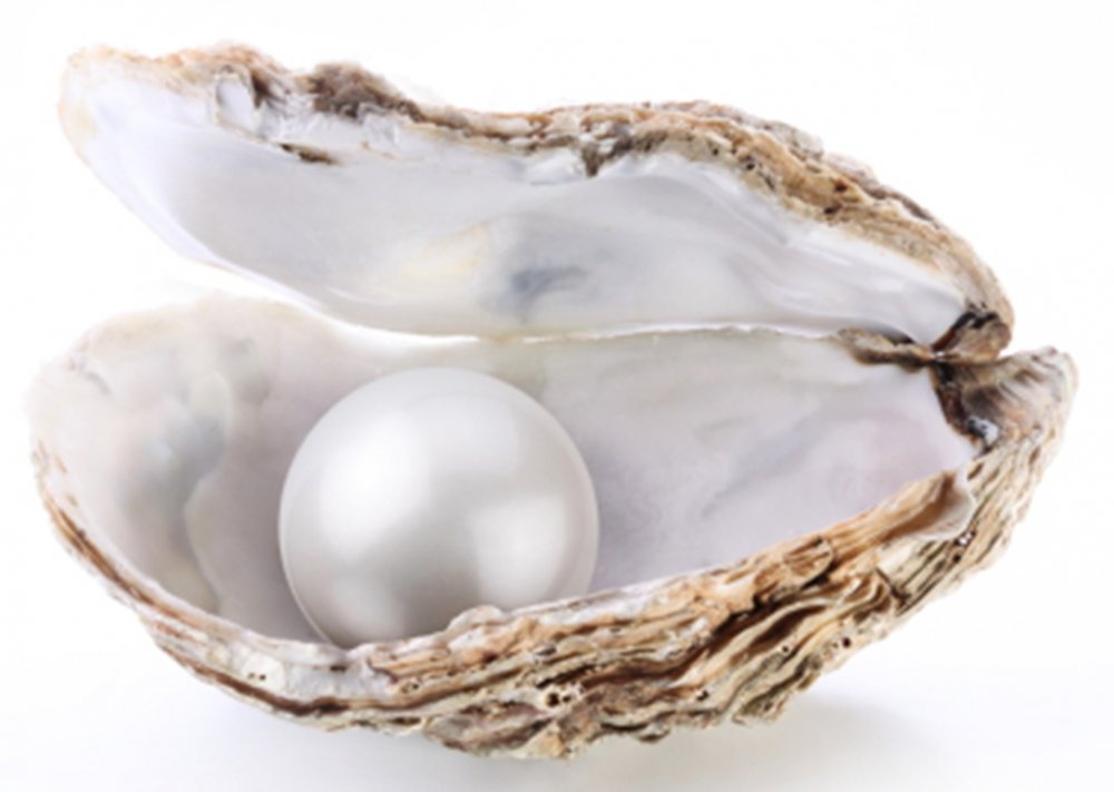 pearl-oyster-2.jpg