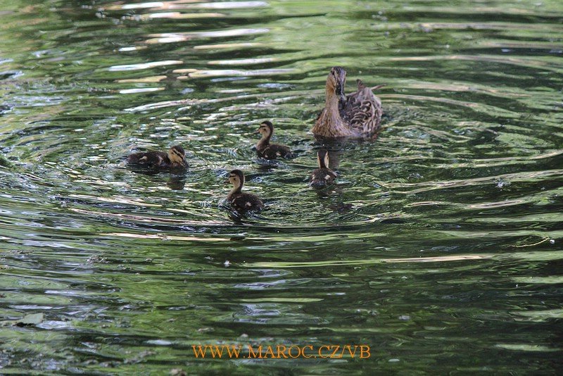 Ducks-in-Lake-Ifrane.jpg