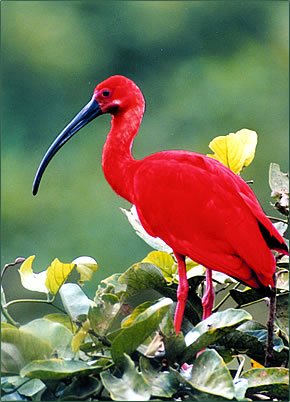 scarlet-ibis.jpg