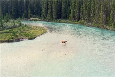 Wapiti_dans_la_riviere.jpg