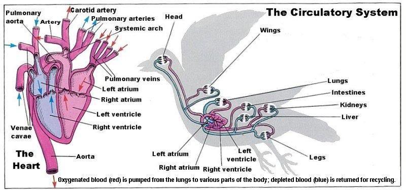 Avian-Circulatory.jpg