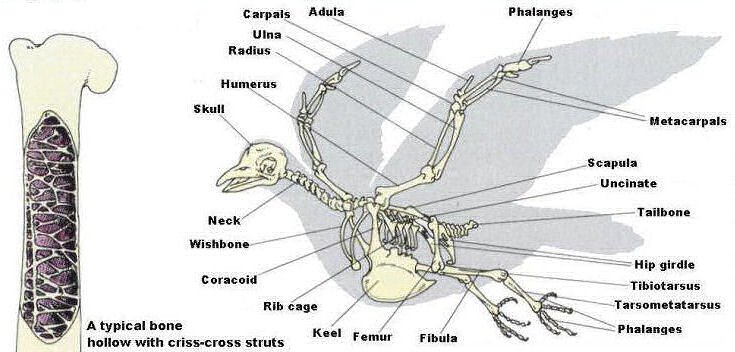 Avian-Skeleton.jpg