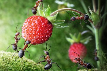 ant-food-preferences-1.jpg