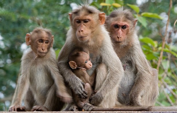 monkeys_family.jpg