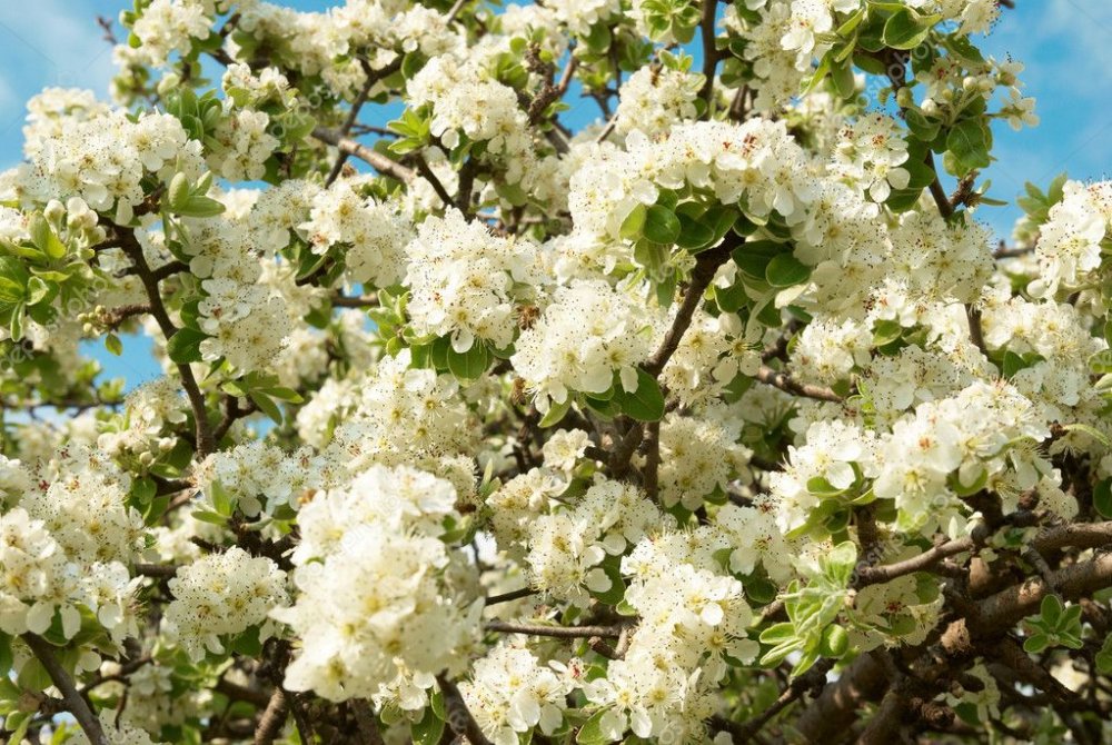 depositphotos_1632350-White-apple-tree-flowers.jpg