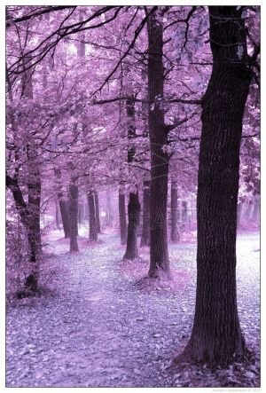violet_forest_01_by_negromante.jpg