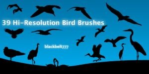 Hi_Res_Bird_Brushes_by_blackbelt777.jpg