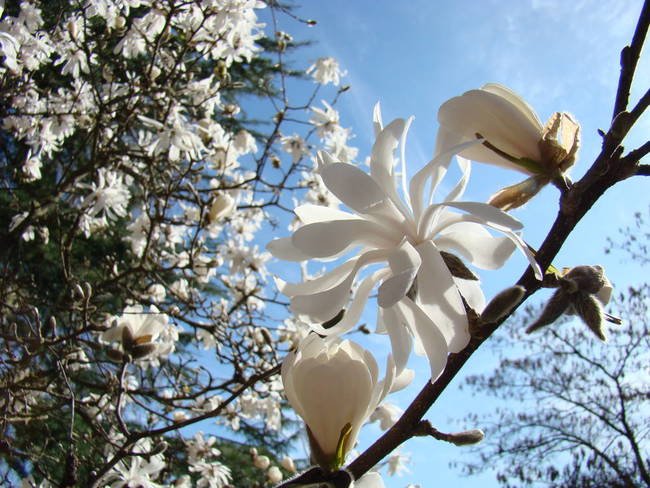 Spring-Art-White-Magnolia-Tree-Flowers-Blue-Sky.jpg?v=1267274640