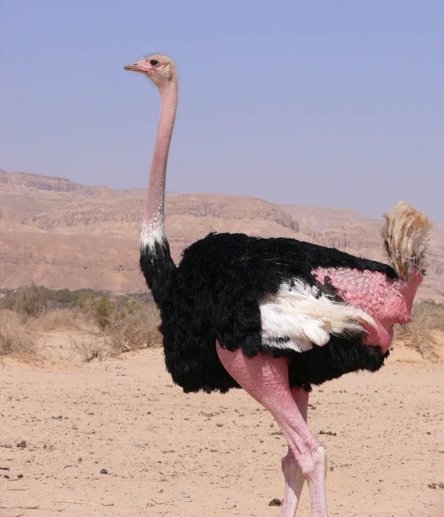 ostrich.jpg