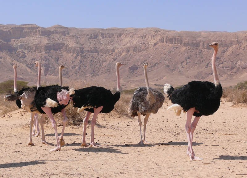 ostriches.jpg