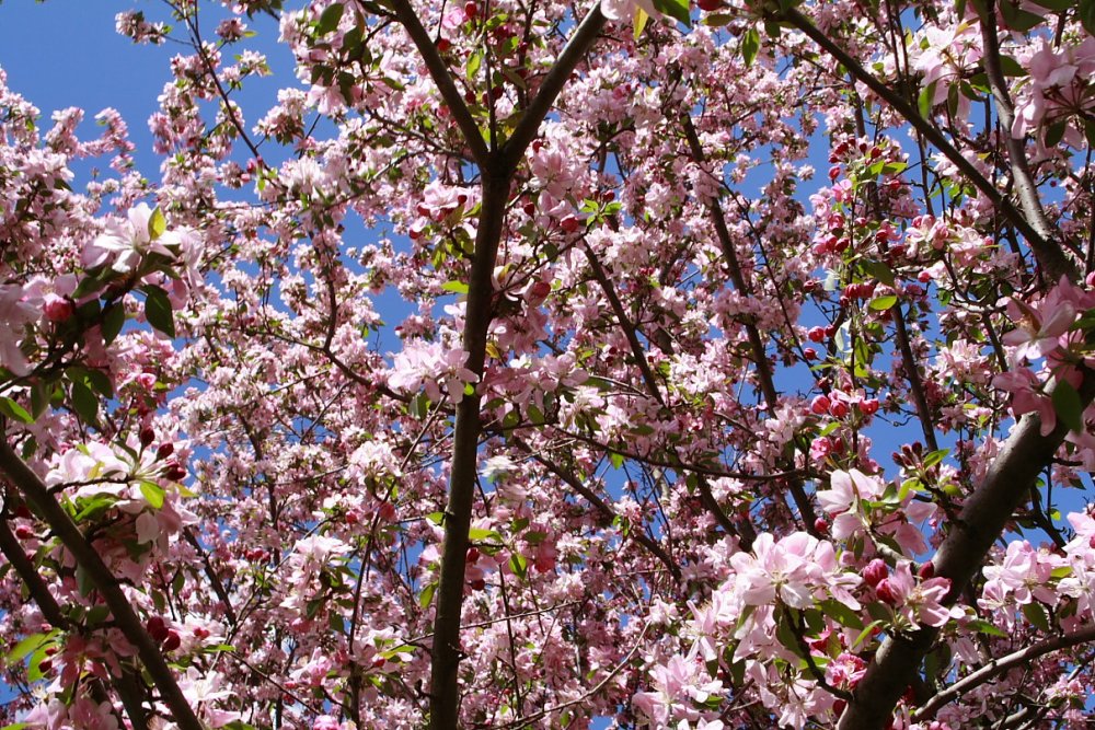 Apple-tree-flowers-spring_-_West_Virginia_-_ForestWander.jpg