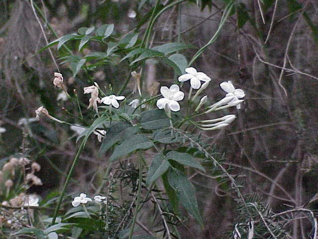 Jasminum_polyanthum0.jpg