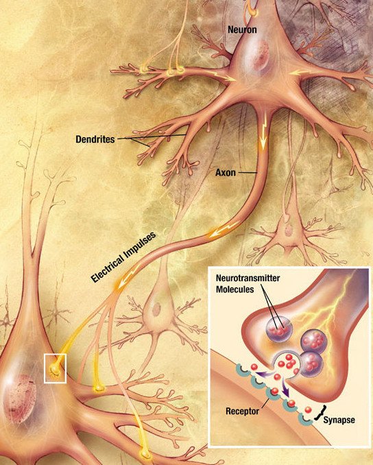 Chemical_synapse_schema_cropped.jpg