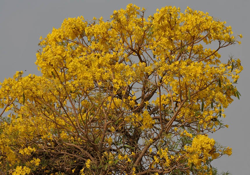 Caribbean_Trumpet_Tree_%28Tabebuia_aurea%29_in_Hyderabad_W_IMG_7097.jpg