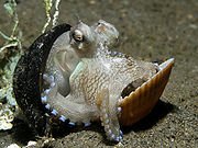 180px-Octopus_shell.jpg