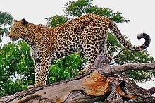 220px-Leopard_on_a_horizontal_tree_trunk.jpg