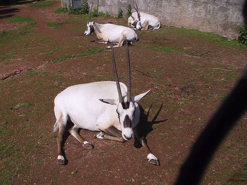 800px-Oryx_leucoryx.jpg