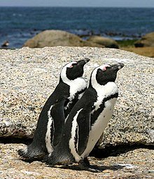 220px-African_penguins_Boulder_Bay_1.jpg