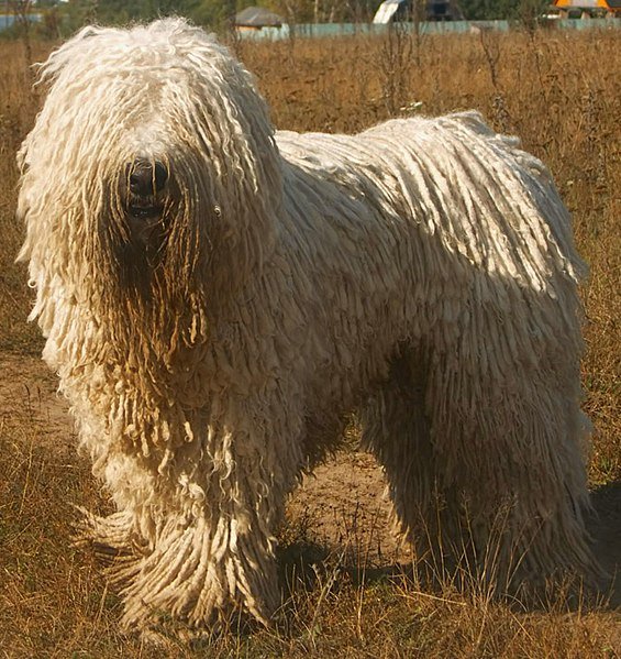 565px-Komondor_delvin.jpg