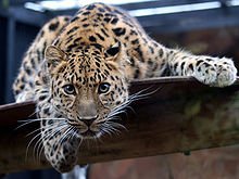 220px-Leopard_in_the_Colchester_Zoo.jpg