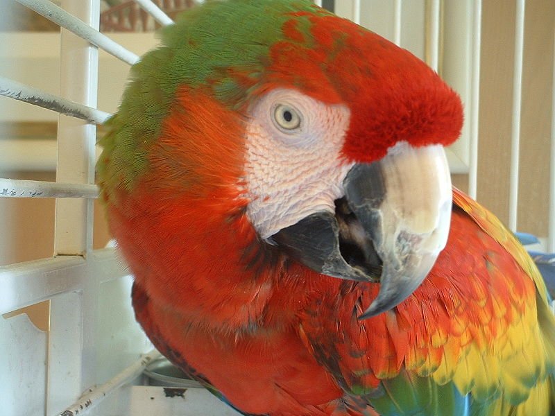 800px-Ara_hybrid_-_Catalina_Macaw.jpg