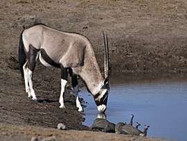 270px-Oryx_gazella_(Chudop).jpg