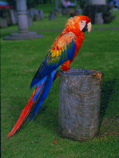 parrot.gif