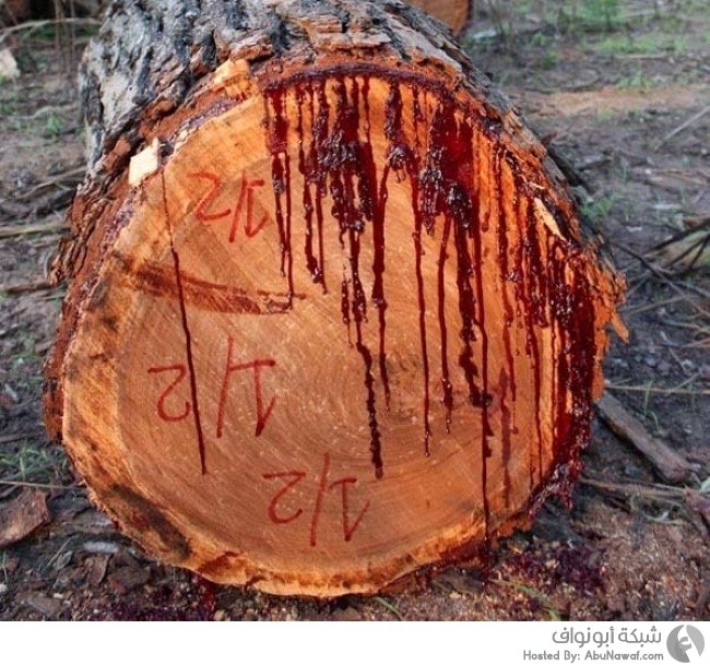 bloodwood-tree-3%5B4%5D.jpg?itok=eAjNz2kO
