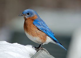 eastern_bluebird_glamor.jpg