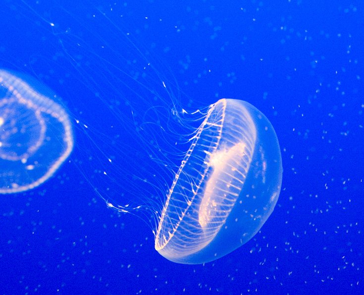 white_jellyfish-mar06.jpg