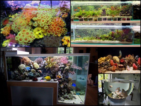 this-is-the-age-of-aquariums11.jpg
