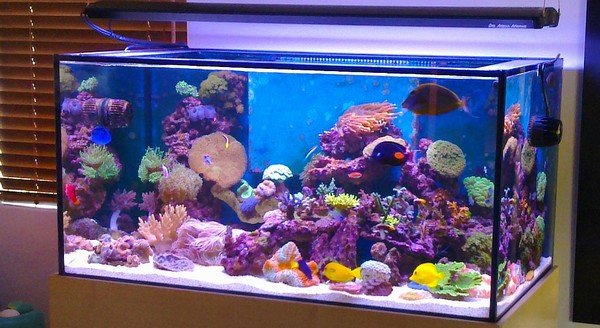 this-is-the-age-of-aquariums12.jpg
