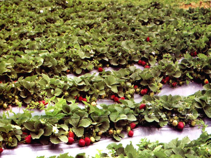 strawberry_farm.jpg