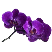 تدبر القرآن13