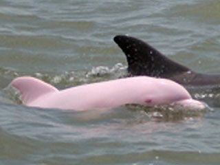 0_61_pink_dolphin_2.jpg