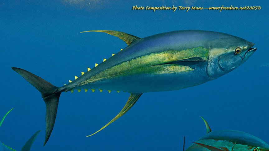 maas_yellowfin2.jpg