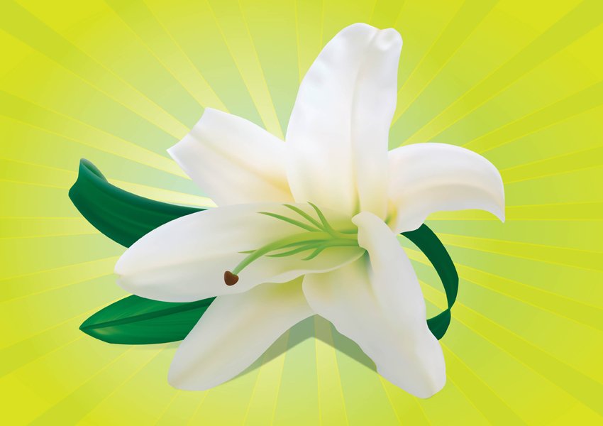 FreeVector-White-Orchid.jpg