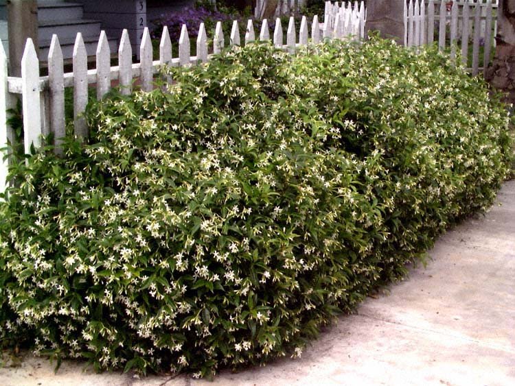 Trachelospermum_jasminoides_hedge.jpg