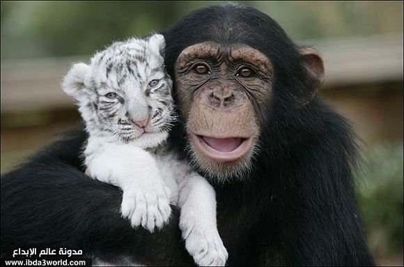 chimpanzee-and-tiger-best-friends.jpg