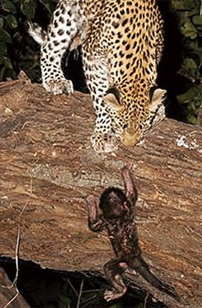 leopardbaboon421.jpg