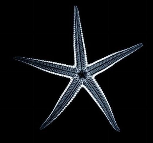 Starfish_Roentgen_X-Ray_01_Nevit.jpg